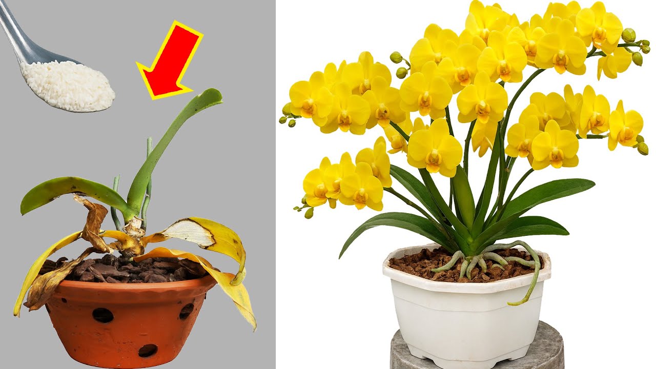 Bring Dying Orchids Back to Life With a Natural Rice Water Boost