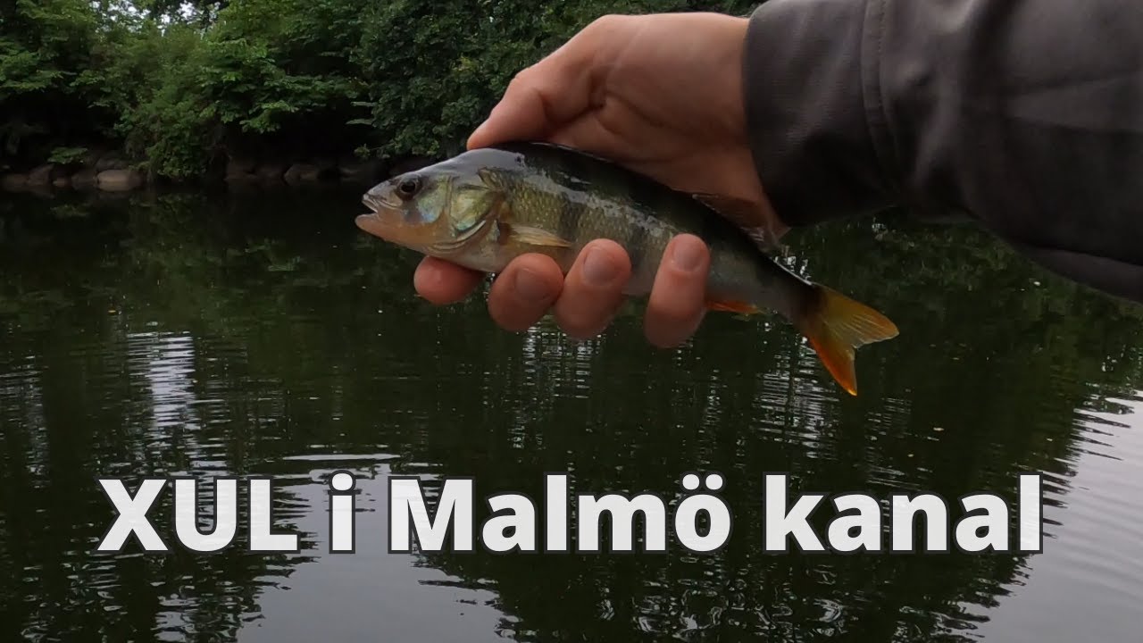 XUL-fiske i Malmö Kanal - kan jag fånga tre arter?