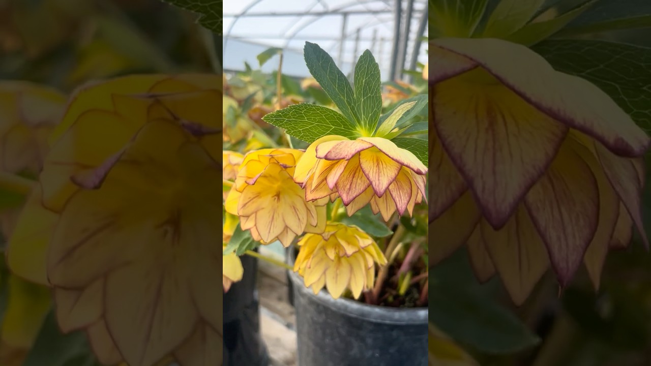 A double yellow veined helleborus x hybridus #helleborus #hellebore #морозник