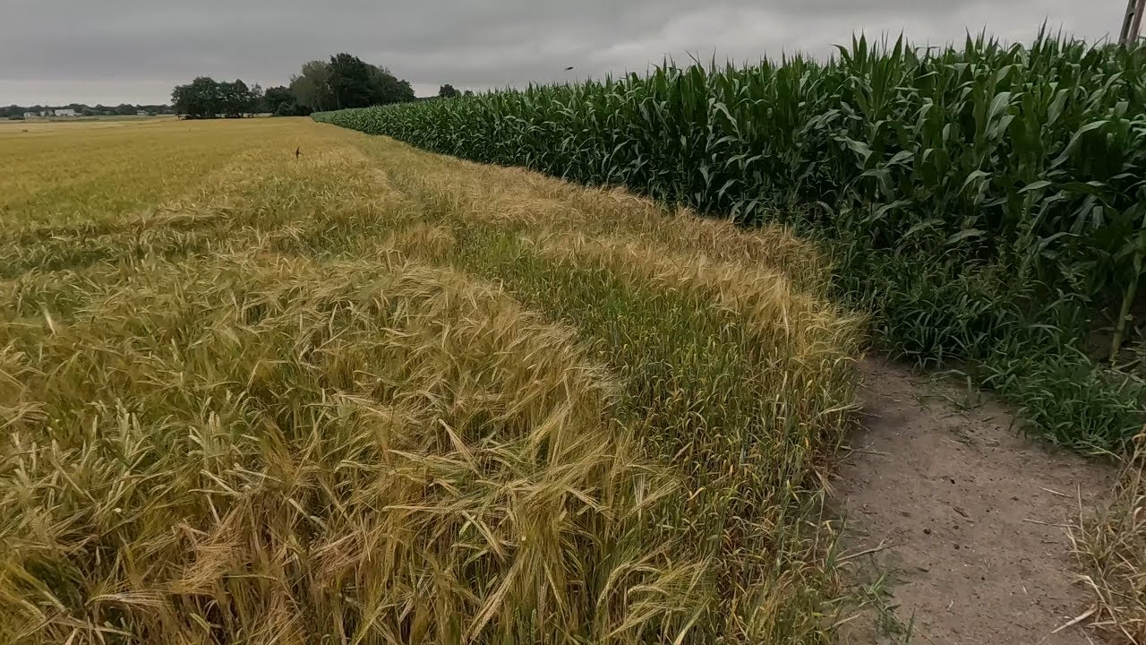 #266 Porównanie 3 Odmian Kukurydzy || Mamy Już Wiechę I Początki Kolby.....