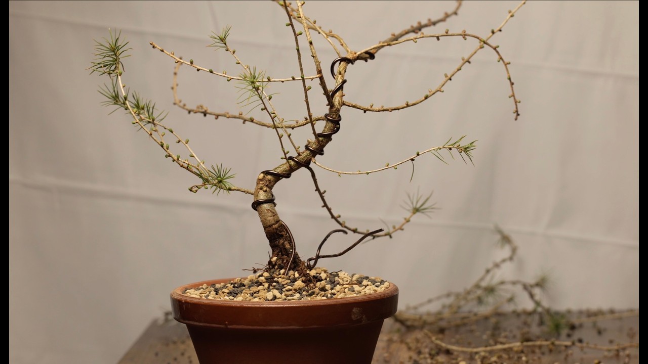 5 years old larch (American or European?)