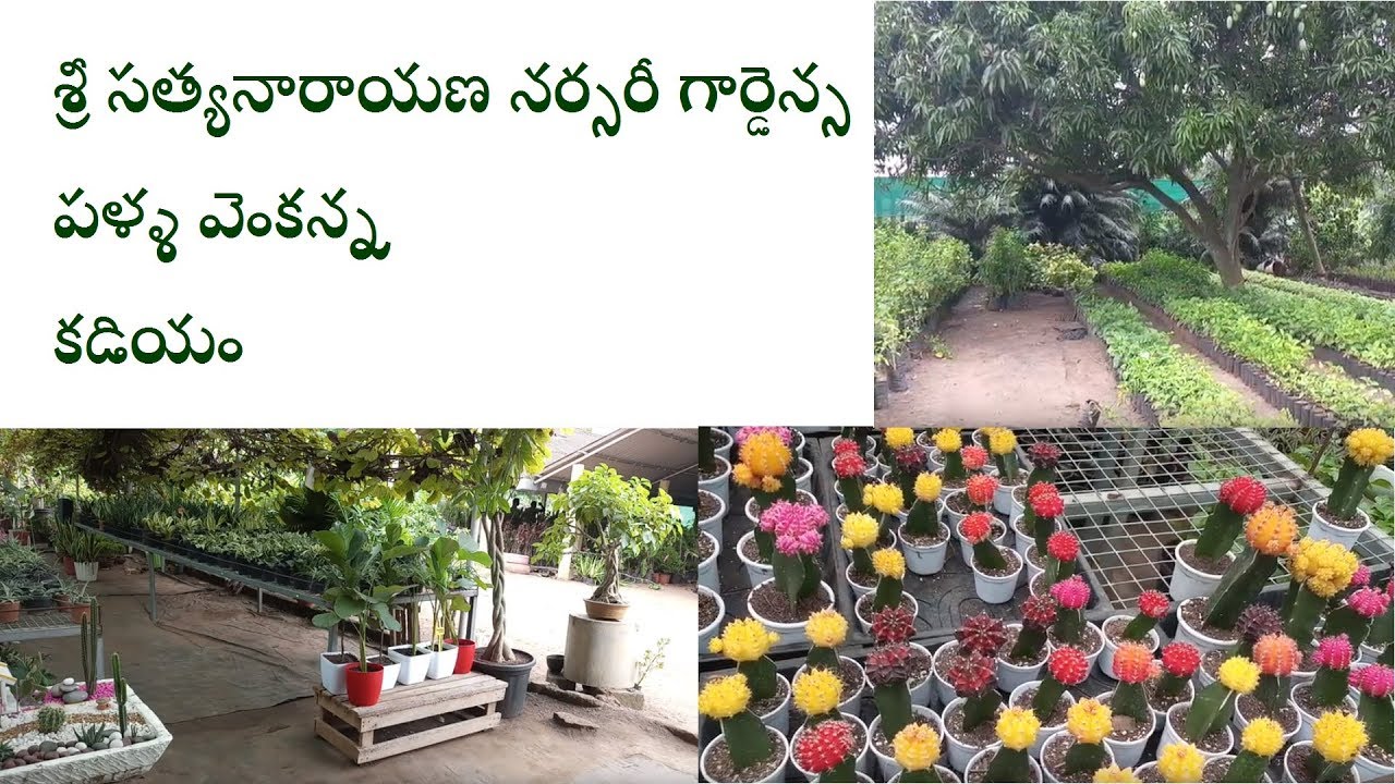 BEST OF THE BEST KADIYAM NURSERIES  SRI SATYANARAYANA NURSERY GARDENS