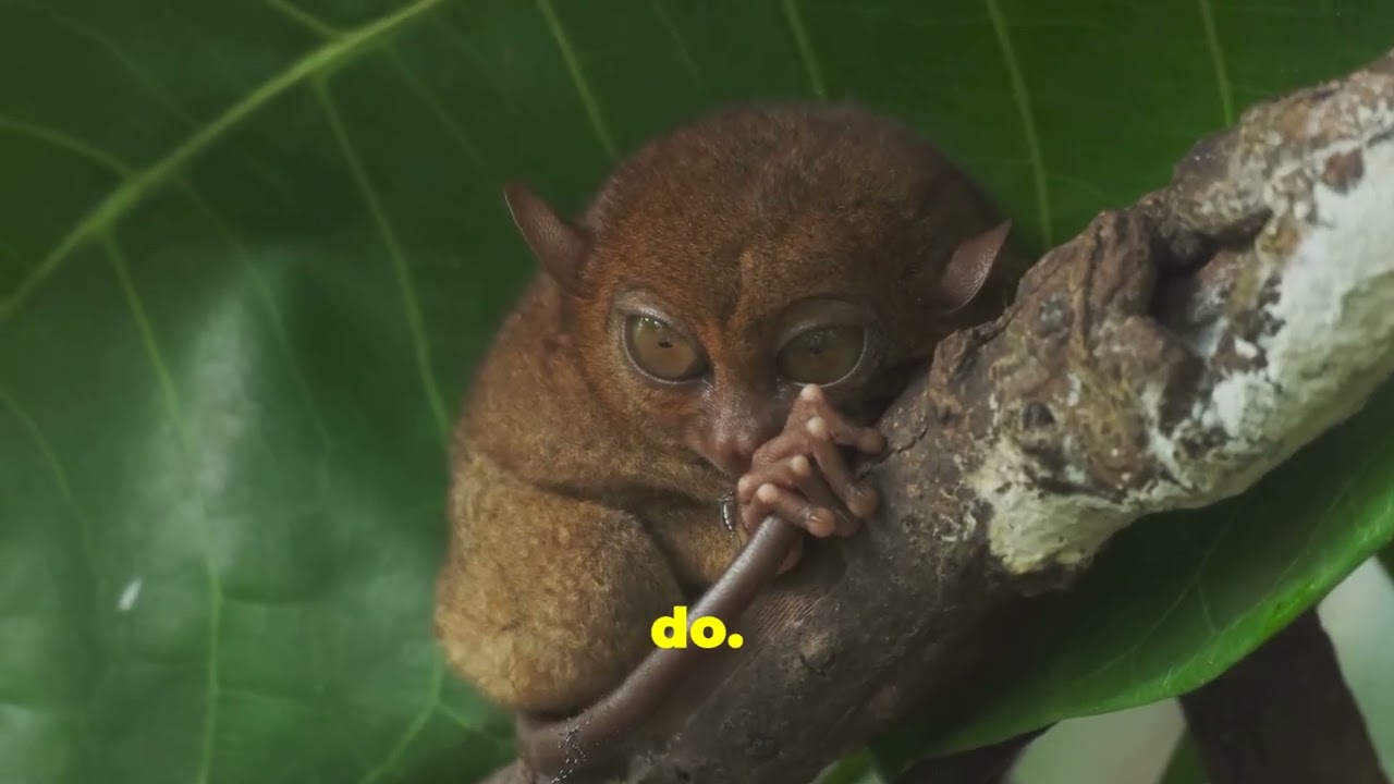 Check out The Philippine Tarsier #animals #funny #facts #education #happy #viral #nature #watch #fyp