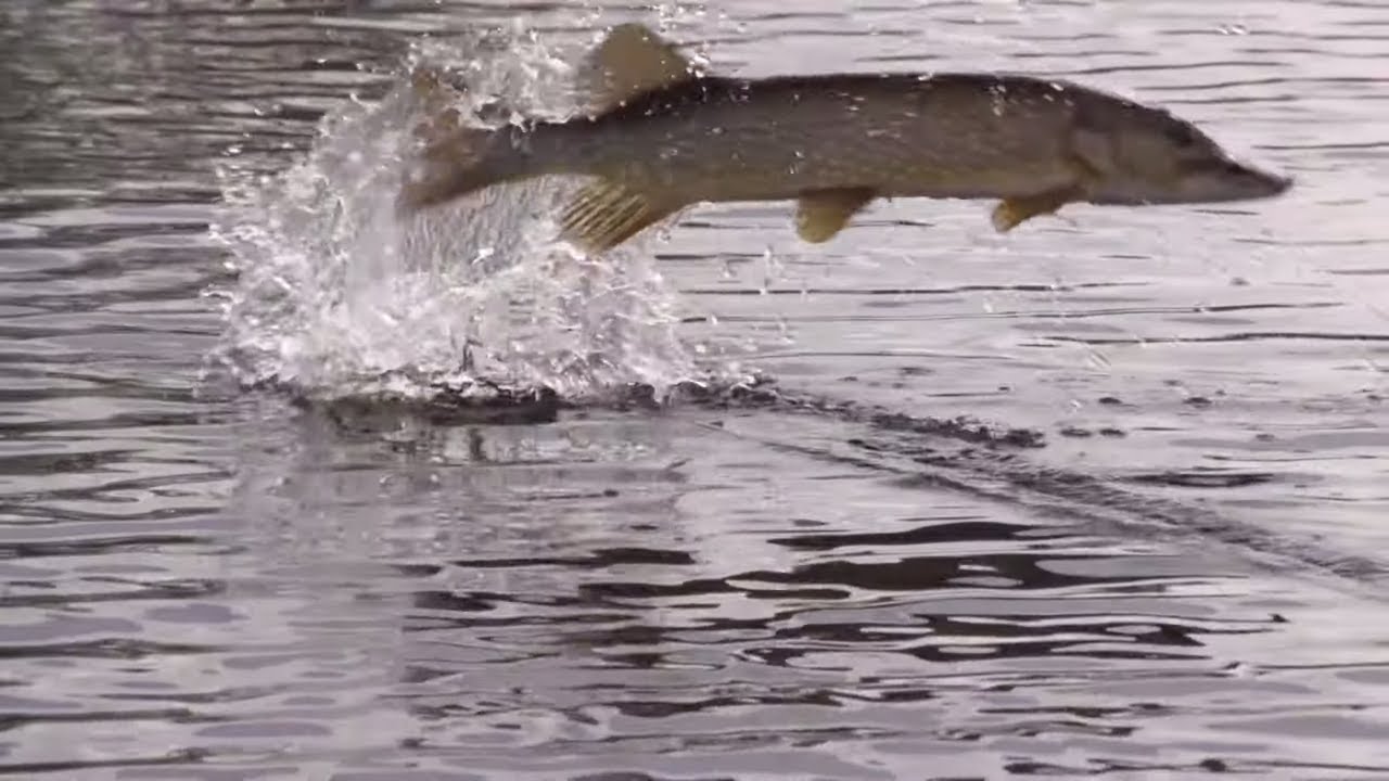 Topwater Pike Action | Manitoba