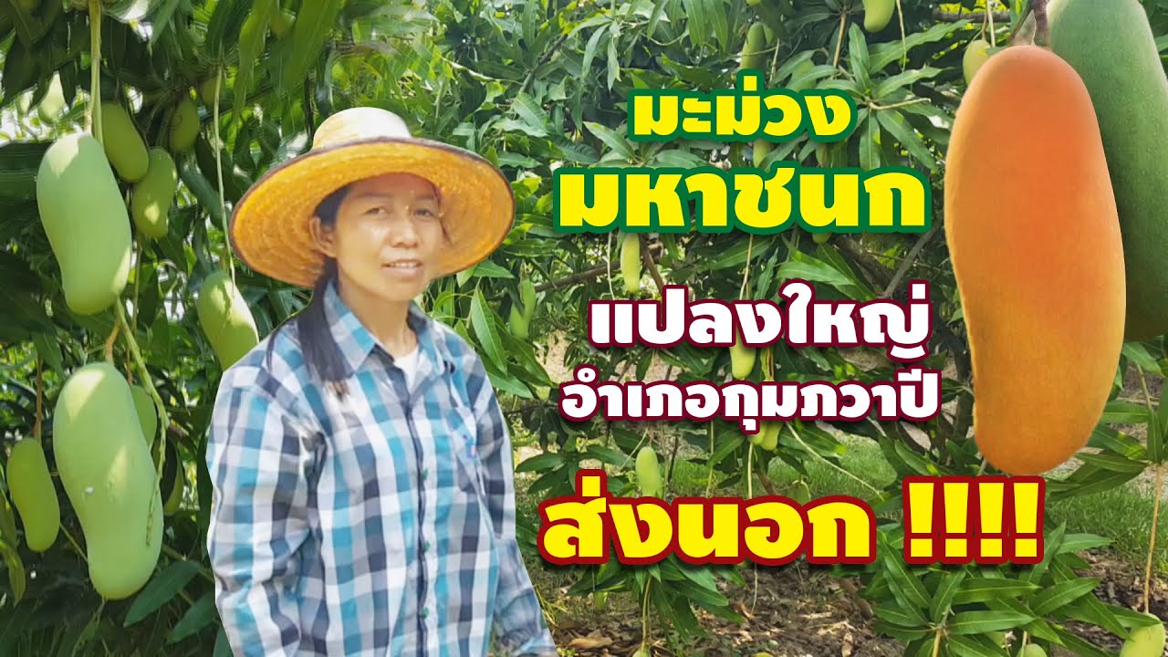มะม่วงมหาชนกแปลงใหญ่ต.ท่าลี่ อ.กุมภวาปีส่งนอก