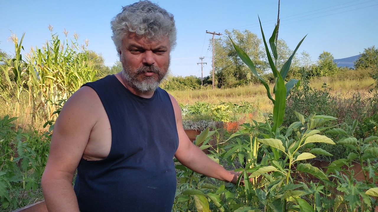Συλλογή σπόρων μπάμιας