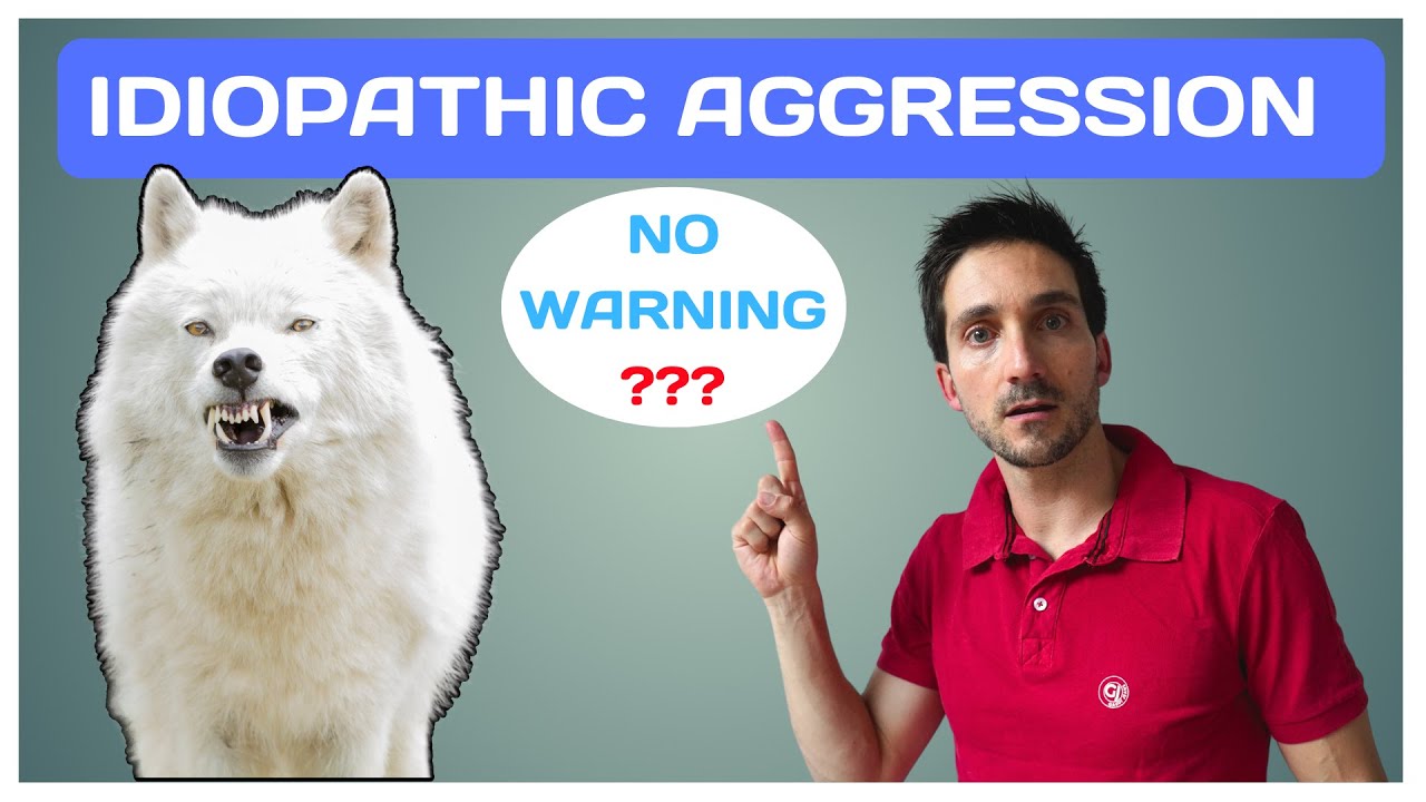 Idiopathic Aggression in Dogs: What Every Pet Guardian Needs to Know