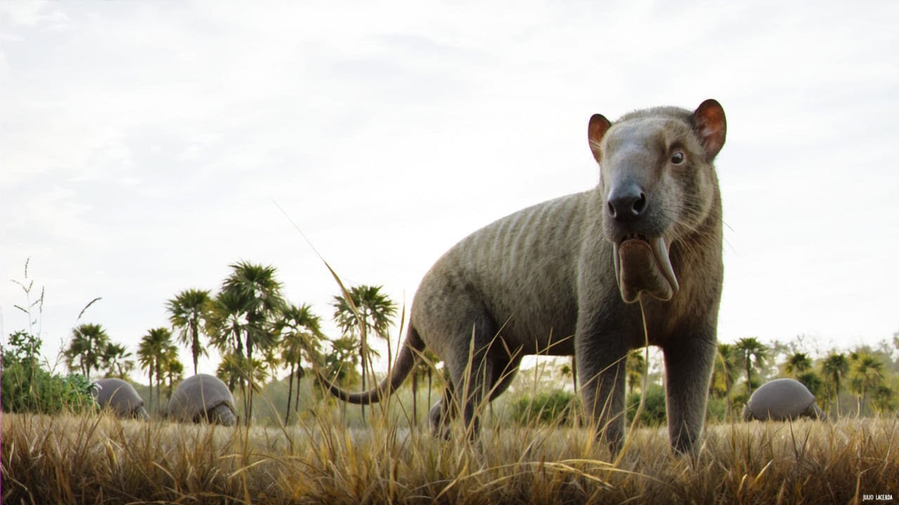 Thylacosmilus Was Like Smilodon’s Awkward Cousin