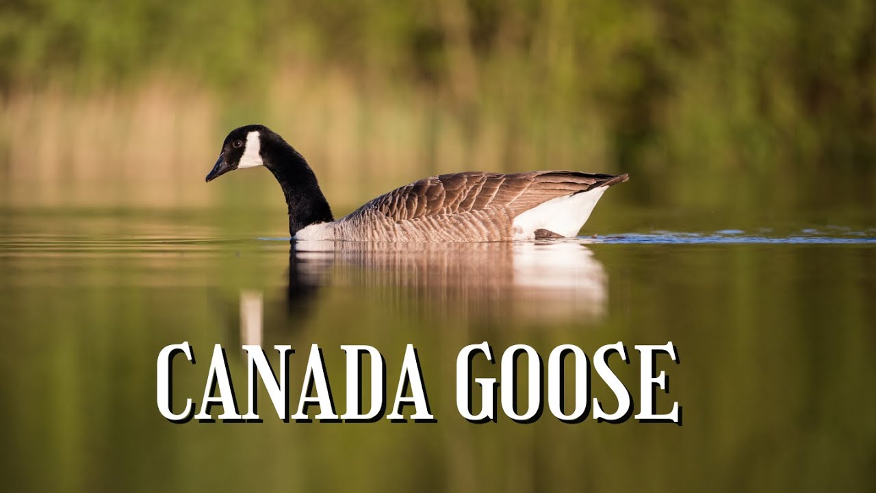 CANADA GOOSE with CALL, SOUNDS and INTERESTING FACTS