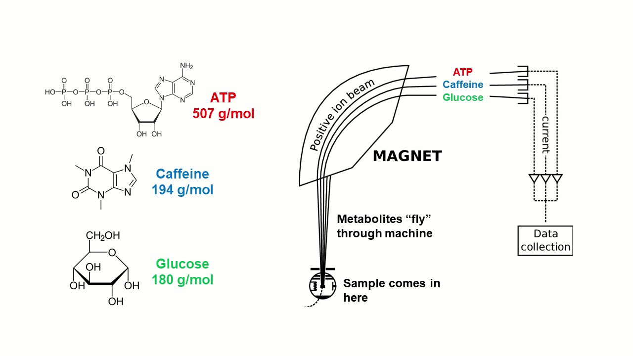 Metabolomics + Mass Spectrometry