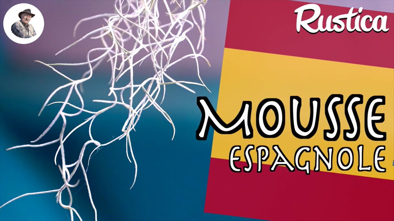 La mousse espagnole ou fille de l'air
