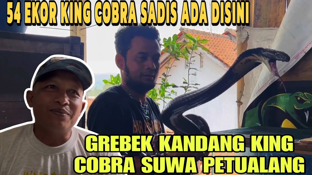 BAPAK INI PELIHARA 54 ULAR KING COBRA DI RUMAH ⁉️ INILAH SUWA PETUALANG MASTER ULAR DARI WONOSOBO