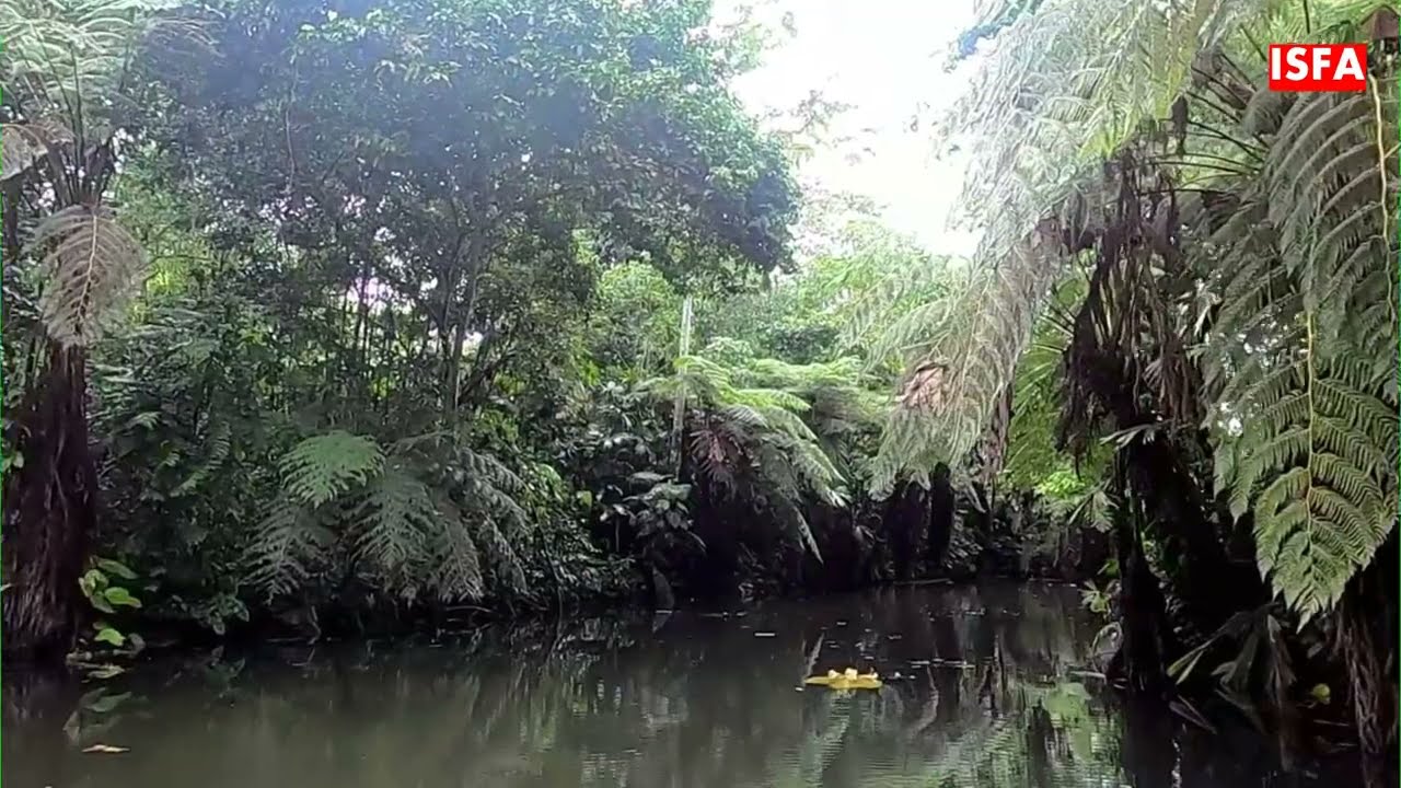 AMAZON FOREST IS FULL OF MYSTERIES