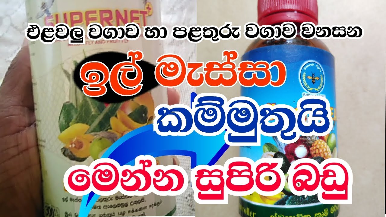 ඔබේ වගාව විනාශ කරන ඉල් මැස්සා හා පලතුරු මැස්සා පාලනයට සුපිරි හෝමොන දෙකක්How to control the eel fly