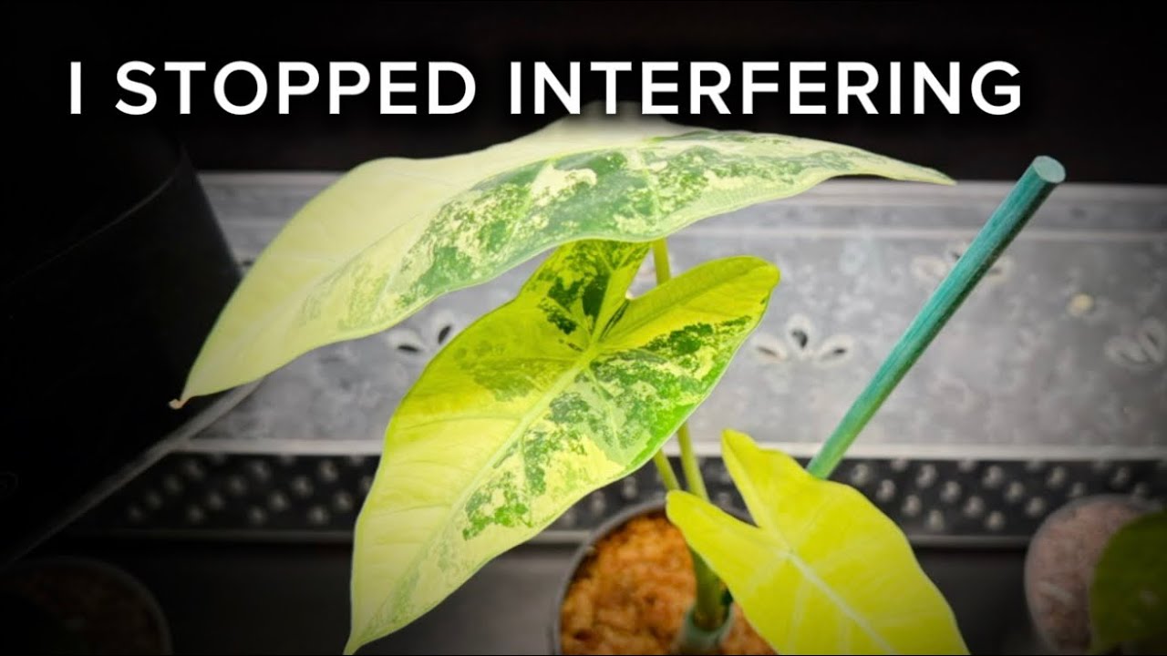 Доверяя процессу: почему я изменила свой подход к уходу за растениями.