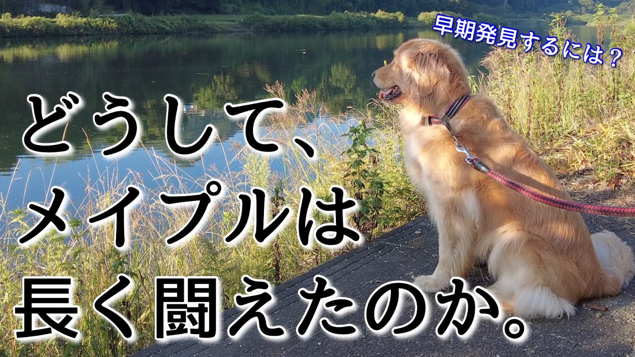 【血管肉腫】メイプルが1年8ヶ月生きれた理由と愛犬の病気を早期発見するためのアドバイスを獣医が解説します！