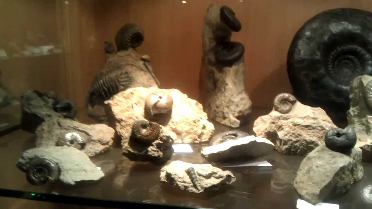 Neuer Kanal  " Fossilien TV " Fossiliensammlung Bayern