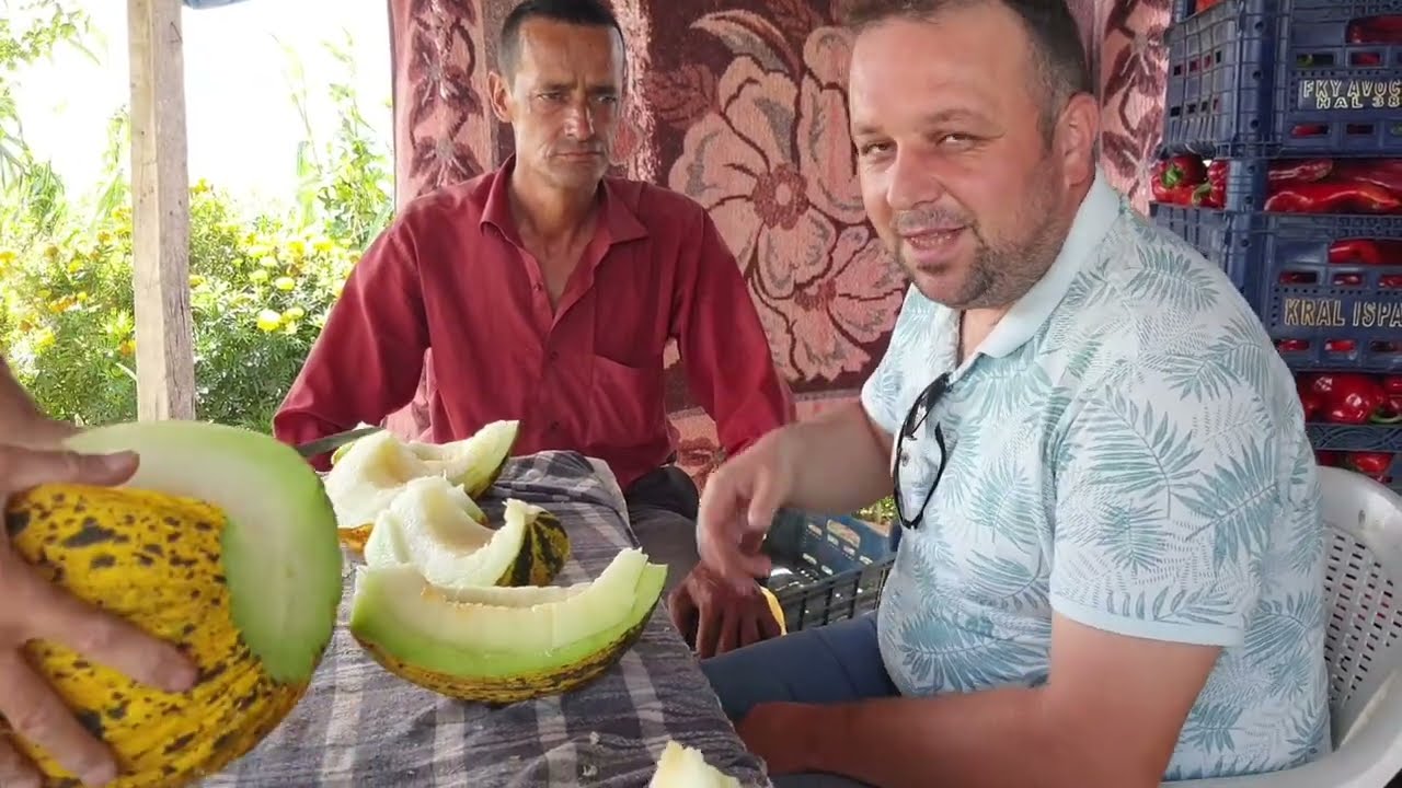 ORGANİK KAVUN ÜRETİMİ ÜZERİNE... KUYUCAK ACIPAYAM DENİZLİ...