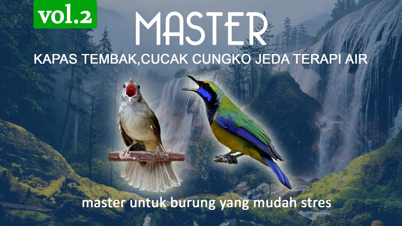 Master Vol2 Kapas Tembak, CUCAK CUNGKO  jeda terapi air. Masteran burung agar tidak stres.