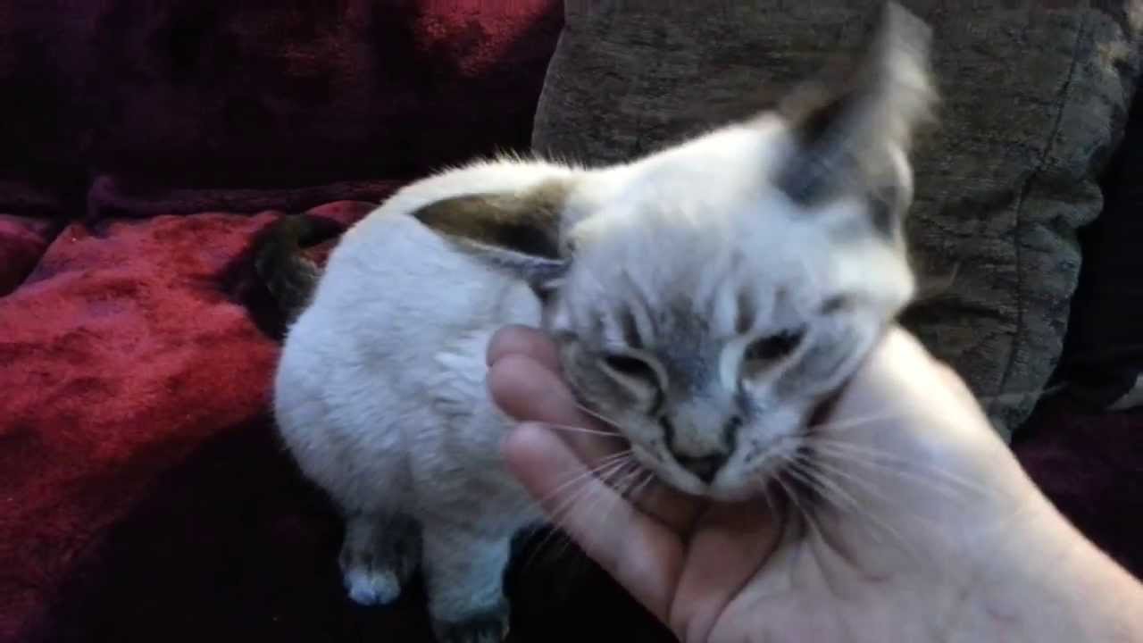 Introducing Niall, the lynx point Siamese kitten