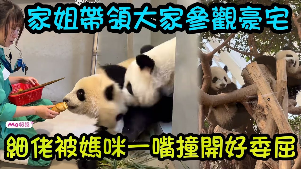 1月28日   家姐我們參觀家裡的豪宅，聰明跟隨Mo奶媽的指引回家吃飯，細佬被媽媽撞開，委屈巴巴走開了#香港大熊貓  #大熊貓樂樂 #大熊貓家姐細佬 #大熊貓盈盈
