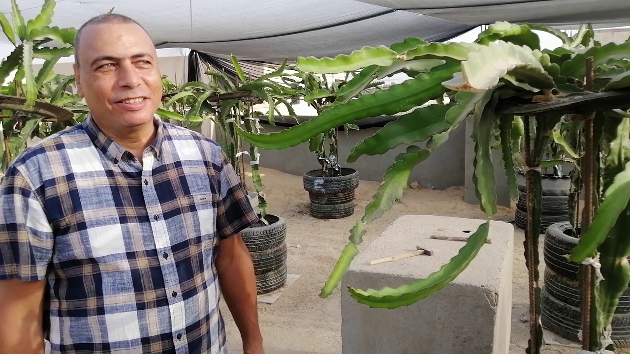 تجربة ناجحة لزراعة فاكهة التنين Dragon fruit