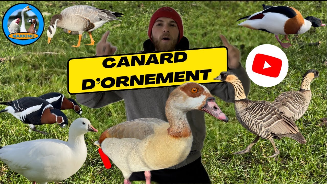 CANARD ET OIE D’ORNEMENT
