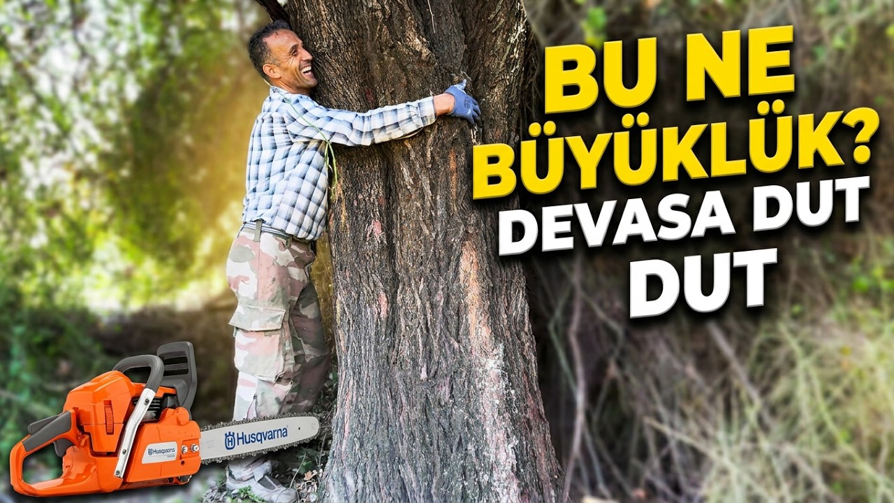 Büyük Beceri İster Bu Ağaç Kesimi - Husqvarna 365 Motorlu Testere