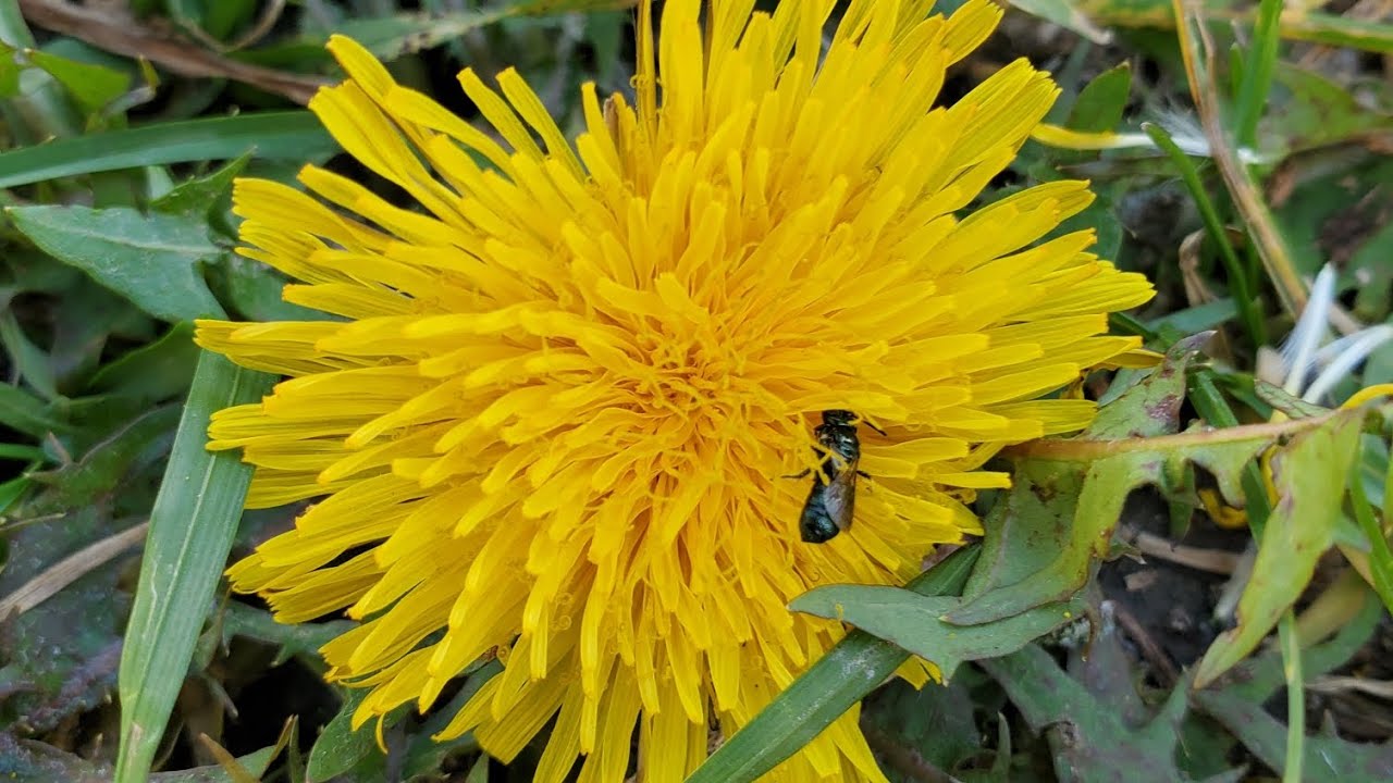 Dandelion root---A Restorative Herb for the Earth & the Body
