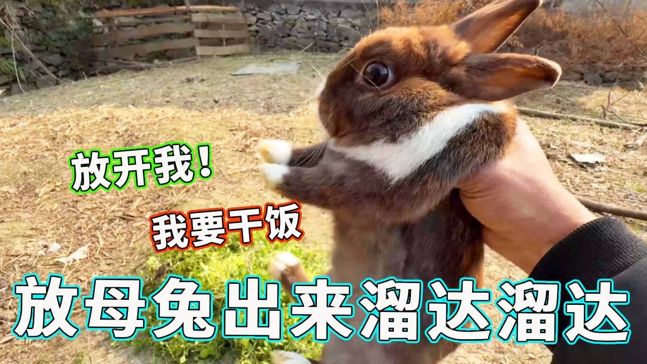 兔子繁殖有多快？放出来一看吓一跳，再不控制真不行了！【天下一场梦】