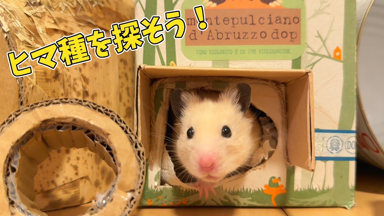 【ハムスターに遊んでもらう】🐹サンタとレイの部屋んぽ