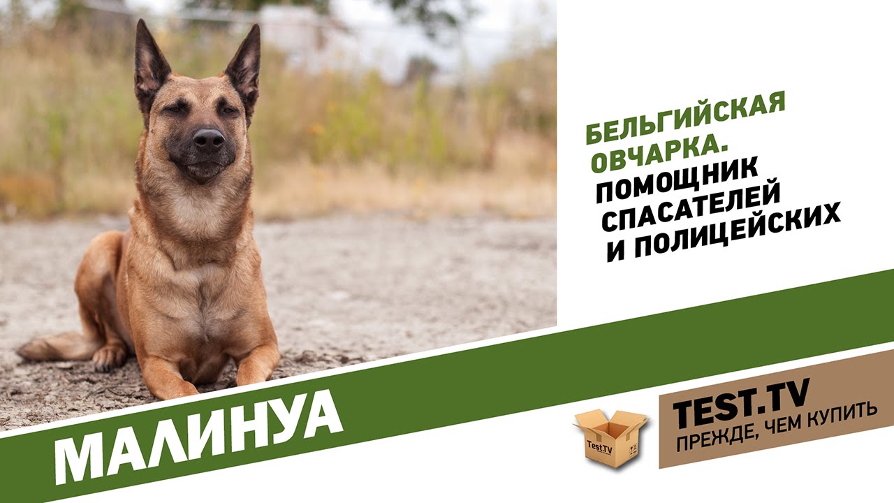 TEST.TV: Все для животных. Малинуа не диванная собака.