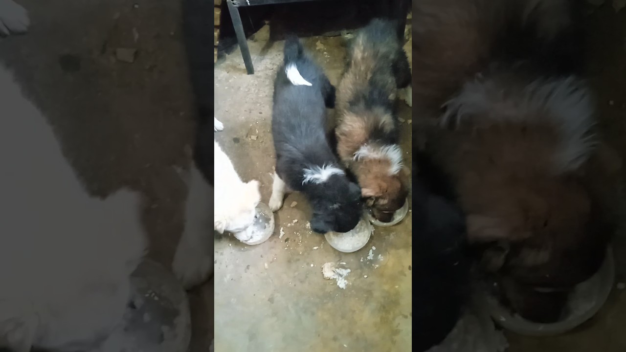 КТО БЫСТРЕЕ или игра в пятнашки🐶🐶🐶 #мокрыйнос #лападруга #wetnose #животные
