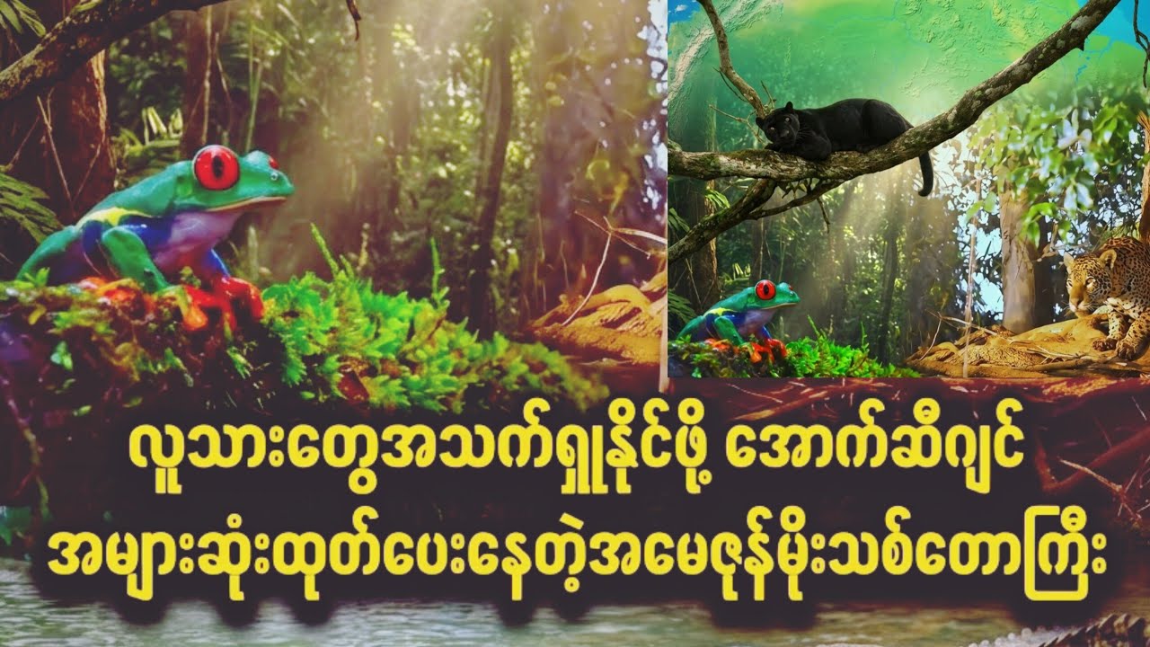 အမေဇုန်မိုးသစ်တောကြီးဟာ ကမ္ဘာကြီးရဲ့အဆုတ်ပါမှတ်ချက်တစ်ခုထည့်ပါ...#aivideo #animals #amazon