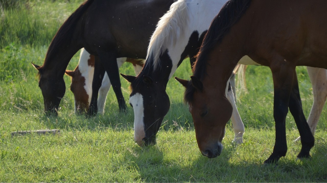 4K Grazing horses | Horse Feeding Horses in pasture