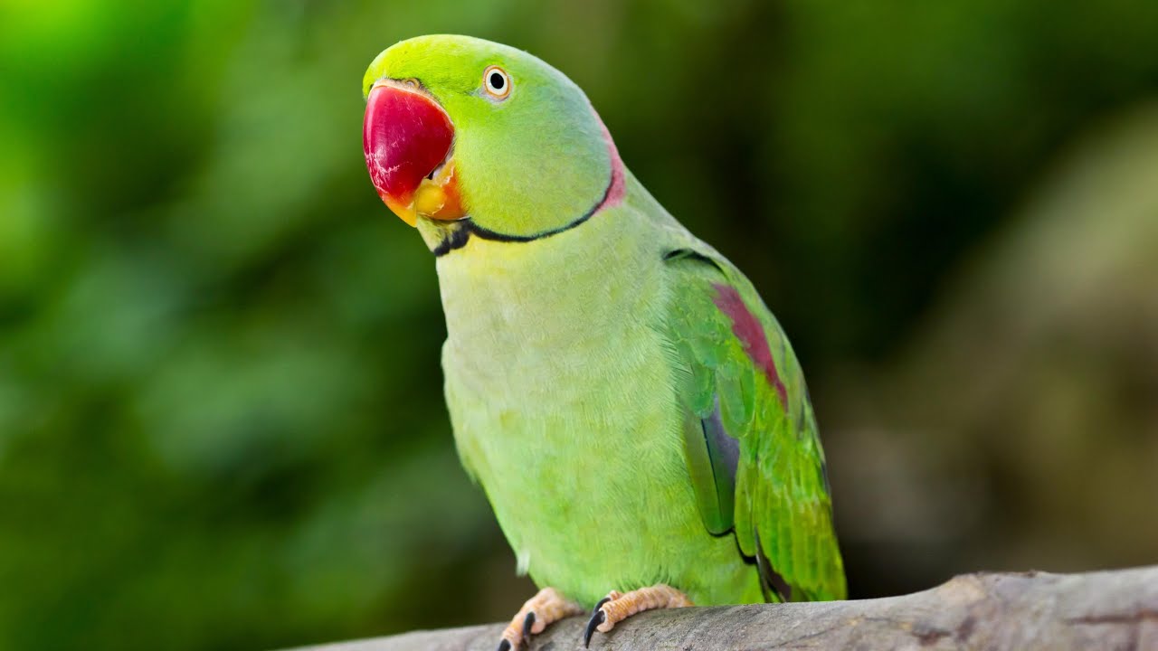 मेरे प्यारे तोते के साथ लाइव  💋🦜 is live!