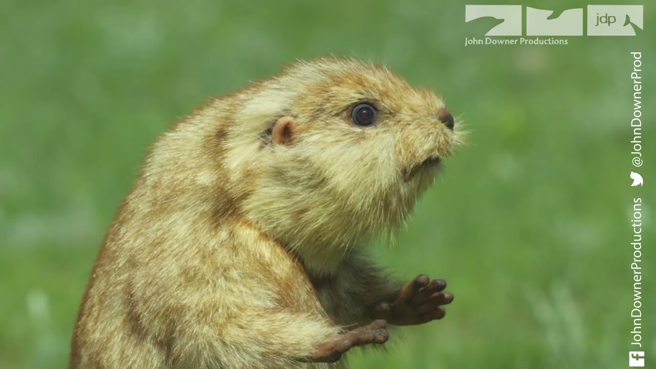 Удастся ли роботизированной луговой собачке украсть поцелуй?