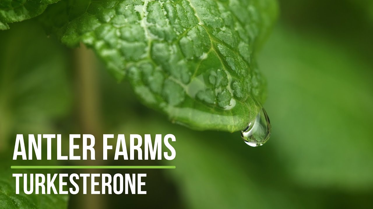 Antler Farms Turkesterone - Pure, Clean Ajuga Turkestanica Extract