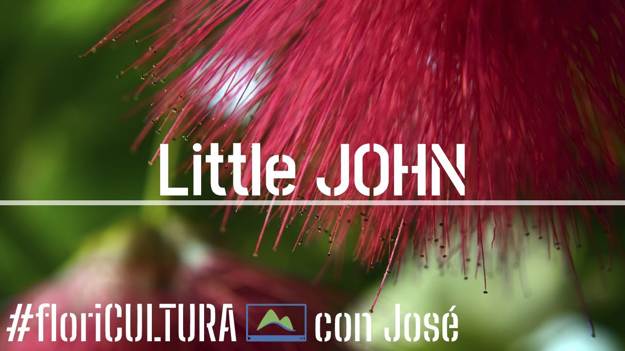 Este ARBUSTO cumple una función INCREÍBLE en tu jardín 💕 Conoce la flor CEPILLO 🌿 floriCULTURA #LdN