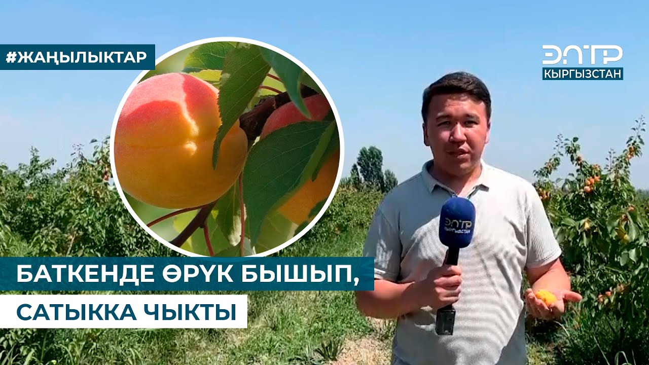 БАТКЕНДЕ ӨРҮК БЫШЫП, САТЫККА ЧЫКТЫ