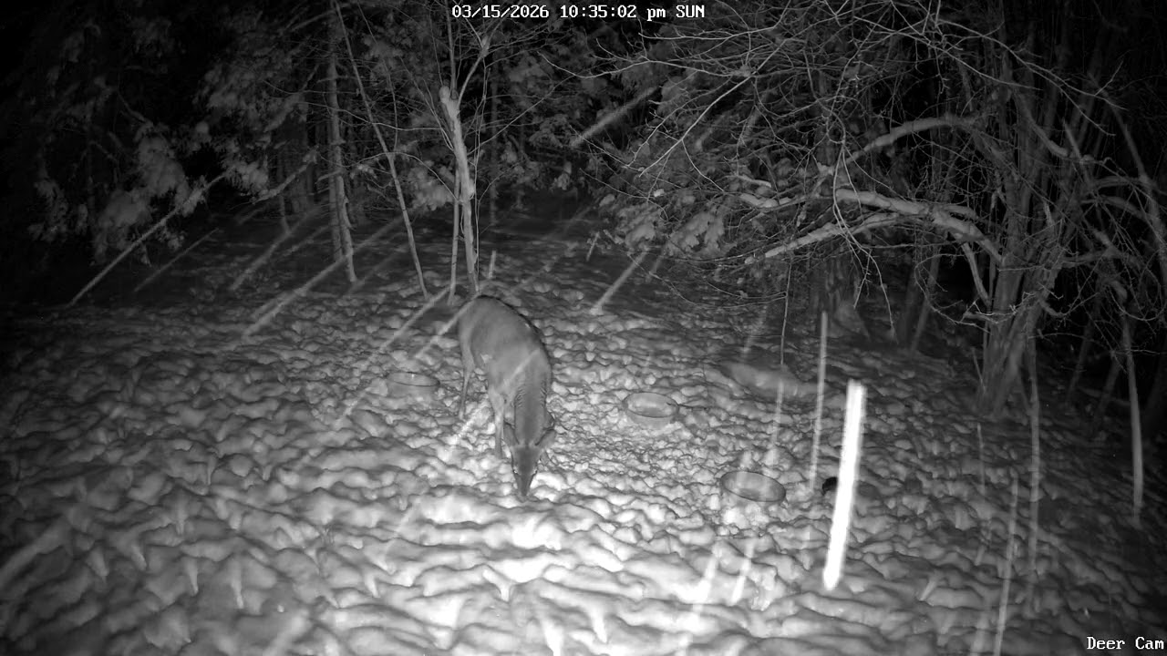 Deer 3-15-2026 10:22 PM