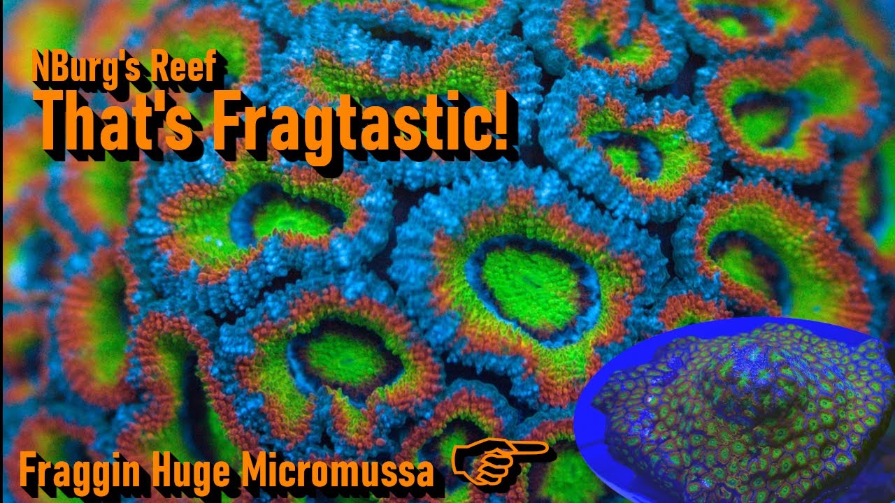 Fragging LPS Corals: Holy Grail Micromussa