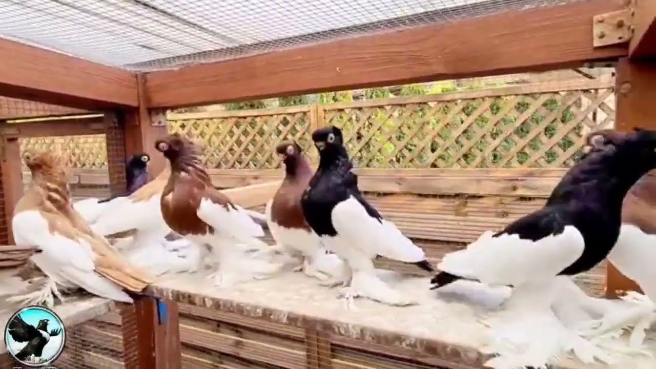 sroczka polska krótkodzioba : Sławek Warszywka