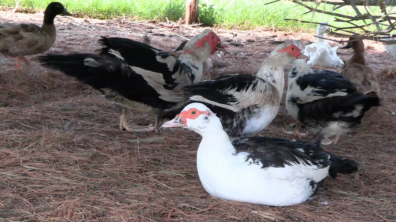 Les Canards | Observations et Expérience