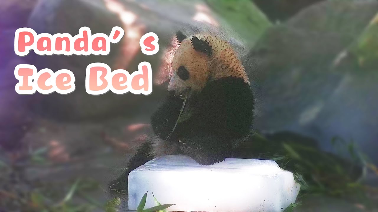 I Wish To Have Panda&rsquo;s Ice Bed During This Hot Summer | iPanda