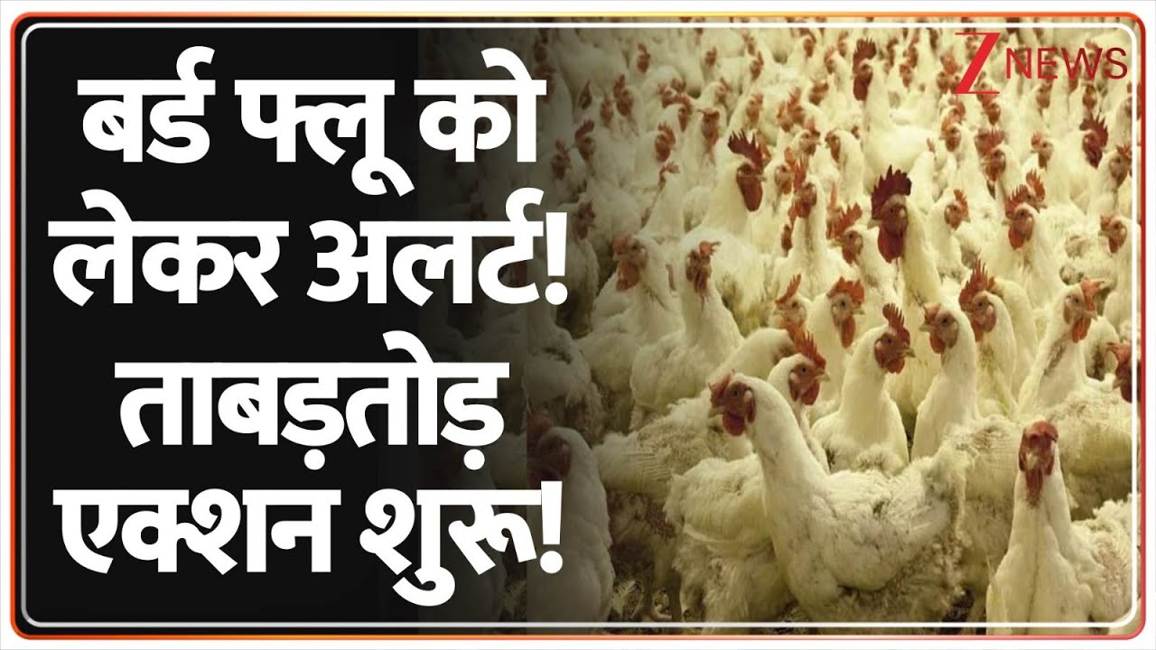 Bird Flu Alert: बर्ड फ्लू.. अलर्ट पर यूपी टू दिल्ली! ताबड़तोड़ एक्शन शुरू! | UP | Delhi | Rampur