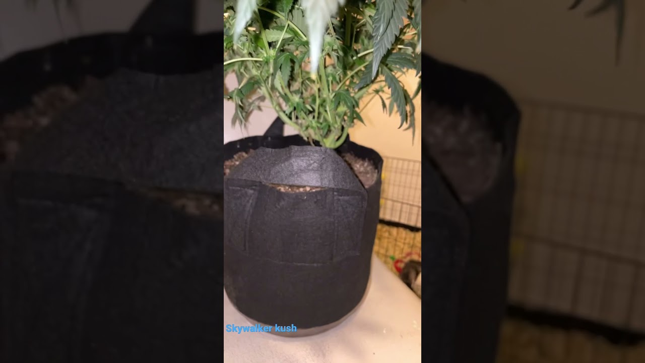 Skywalker Kush indoor grow
