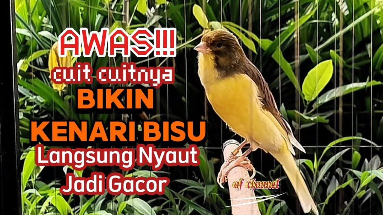 KENARI GACOR CUIT CUIT MEMANGGIL LAWAN BIKIN EMOSI |18| COCOK BUAT PANCINGAN KENARI BELAJAR BUNYI
