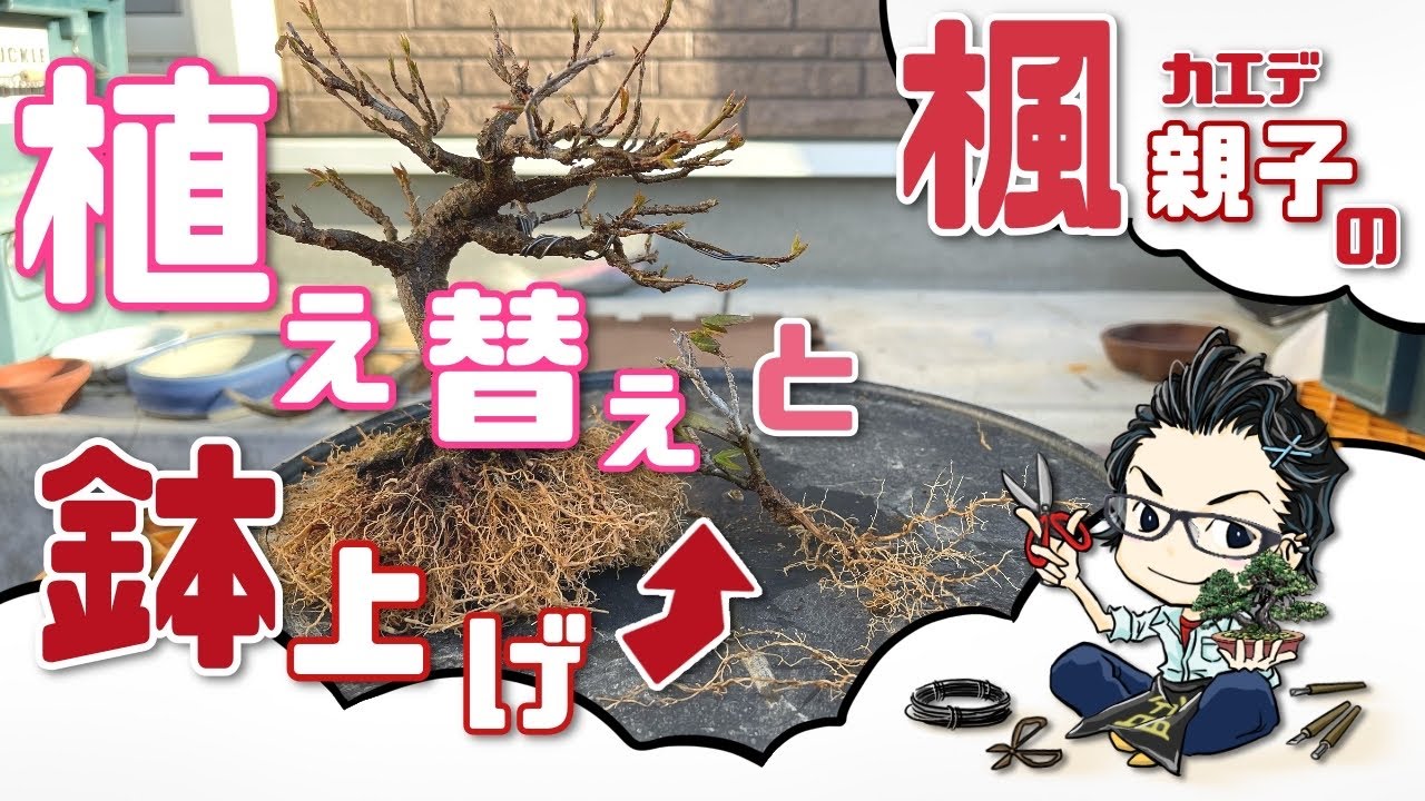 楓（カエデ）の植え替え&鉢上げ maple bonsai repotting.