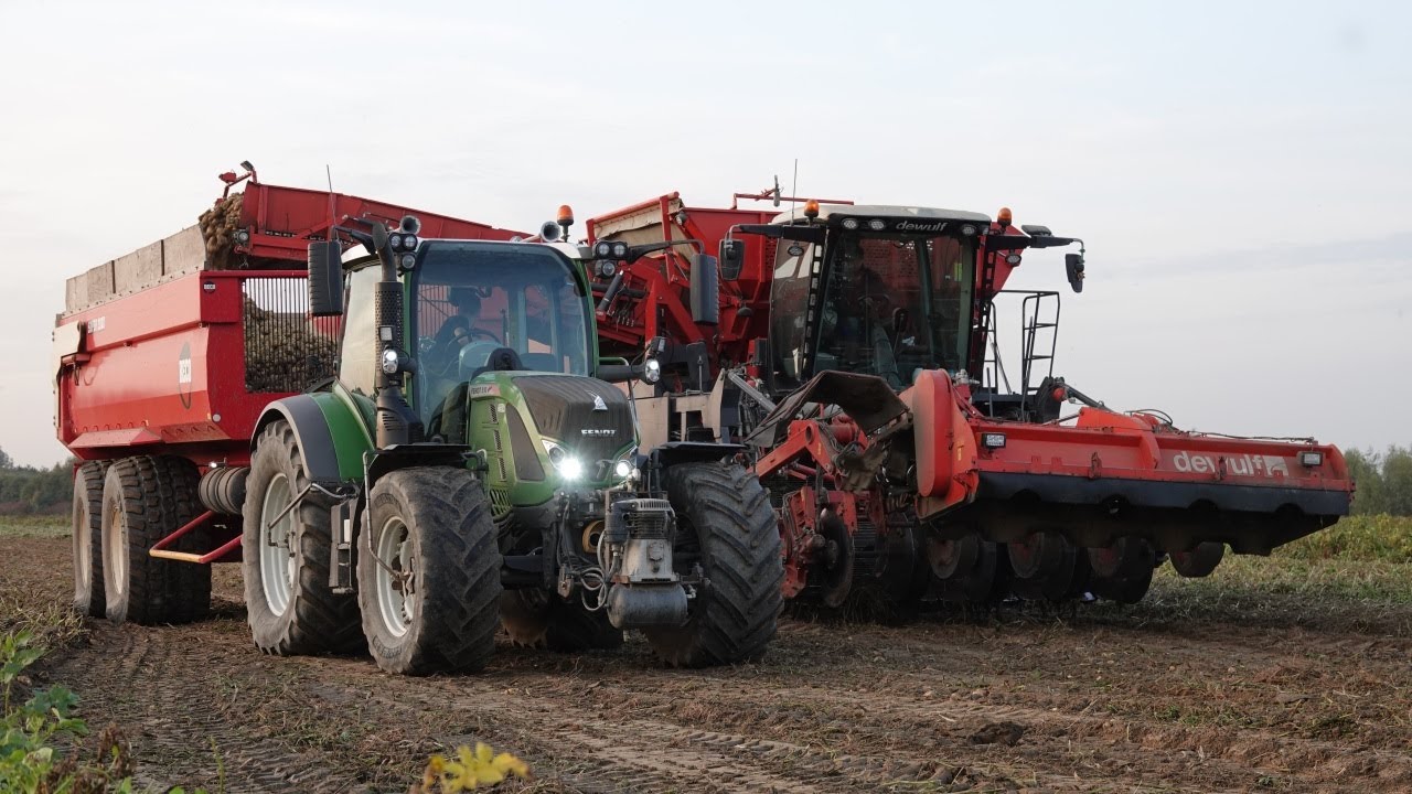 Potato Harvest | Dewulf Kwatro | Fendt 516 + Valtra n163 + n143 | Aardappels rooien | Kartoffelernte